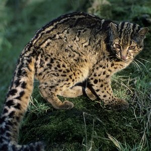 Marbled cat _Pardofelis Marmorata