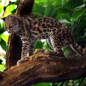 Margay_Leopardus Wiedii