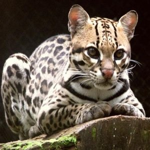 Ocelote