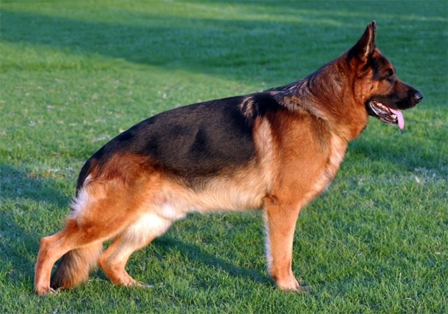 Perro pastor alemán (German Shepherd Dog)