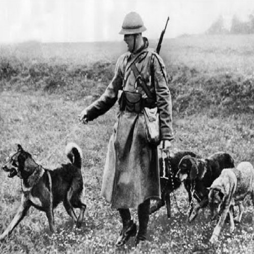 Perros de guerra