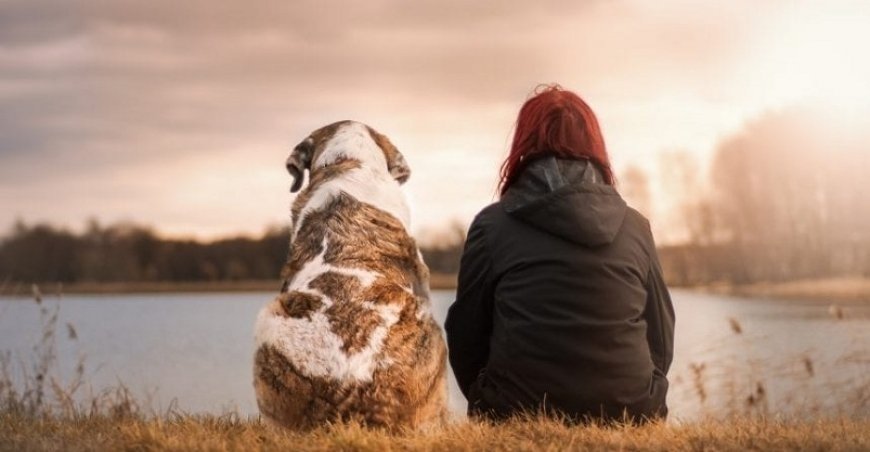 ¿Por qué los perros son el mejor amigo del hombre?