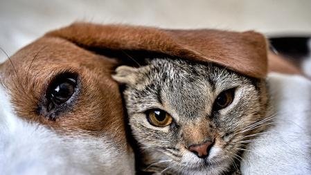 Preparado para adoptar