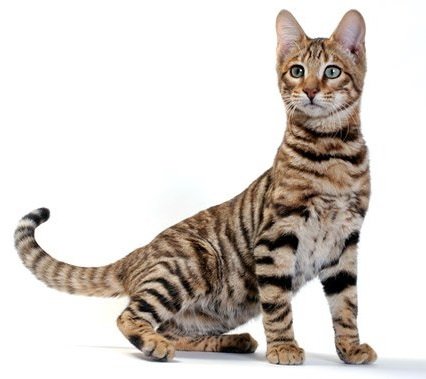 Rasgos del Gato Toyger