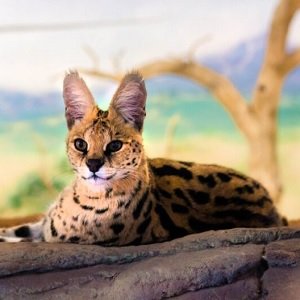 Serval