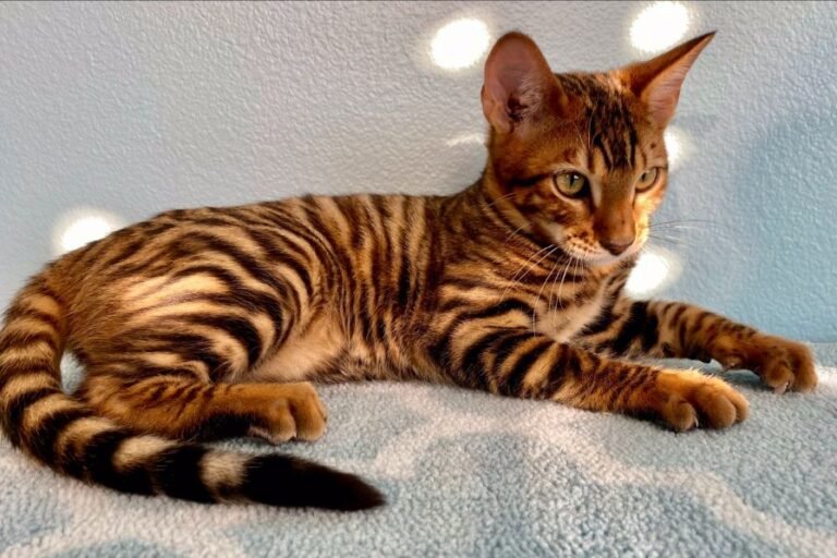 gato Toyger-cat