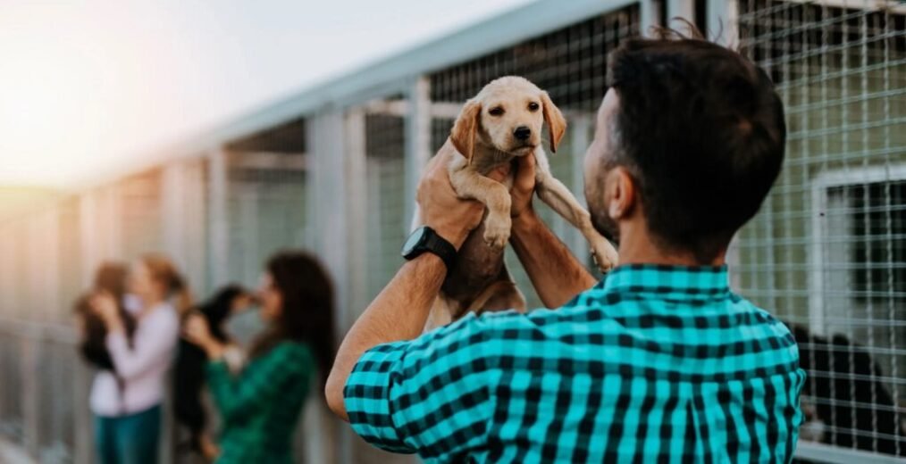 adoptar un animal de compañía