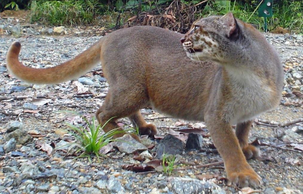 Catopuma Badia-Gato de Borneo