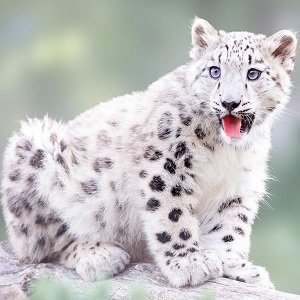 leopardo de las nieves