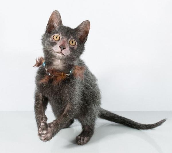 Gato Lobo o Lykoi como identyficar