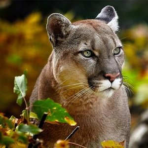 puma concolor