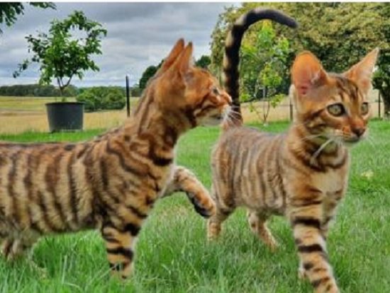 raza del gato Toyger