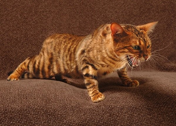 rugido de toyger