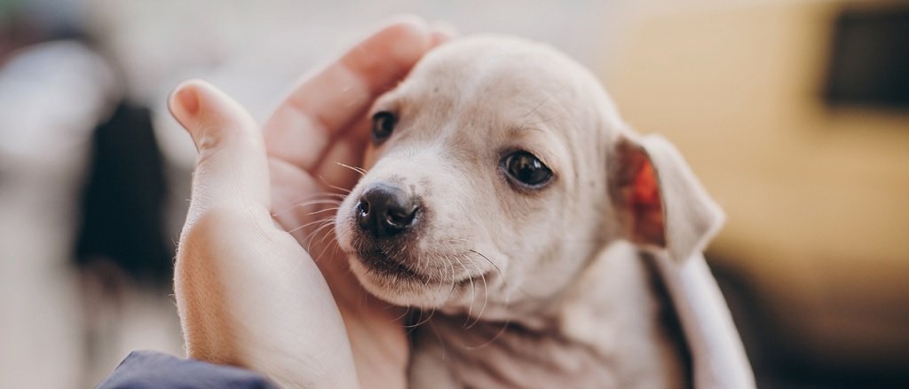 segunda oportunidad para su perro