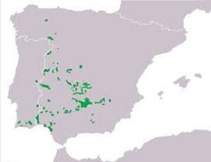 Distribución y hábitat del Lince Ibérico