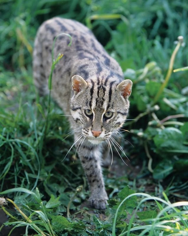 Apariencia del Gato Pescador