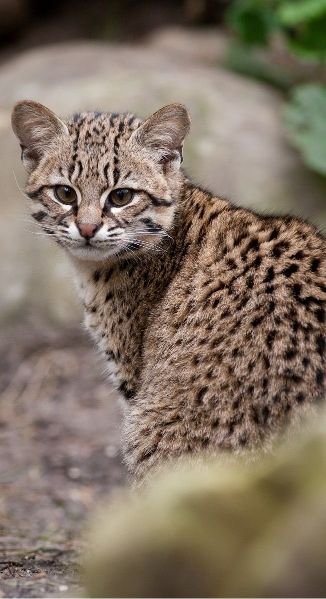 Apariencia del Gato de Geoffroy