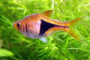 Arlequín Rasbora