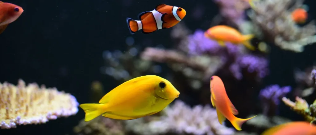 Como alimentar a los peces de acuario