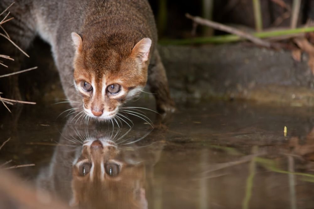 Comportamiento del Gato de cabeza plana