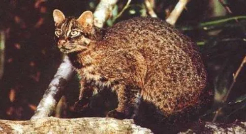 El gato de Iriomote