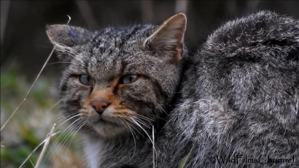 Gato Montés Europeo-Felis silvestris