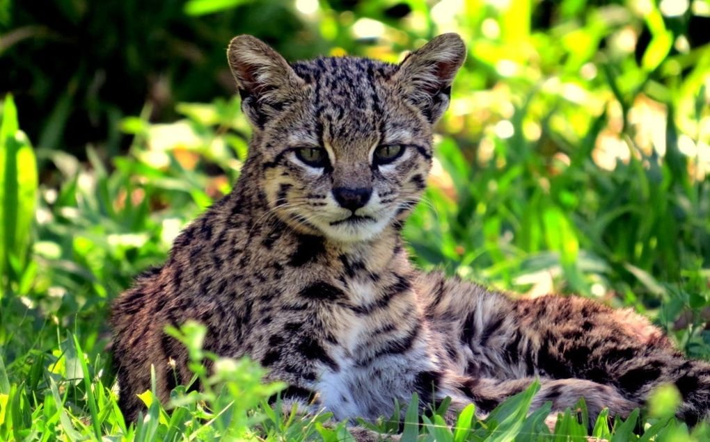 Gato de Geoffroy-Oncifelis Geoffroyi