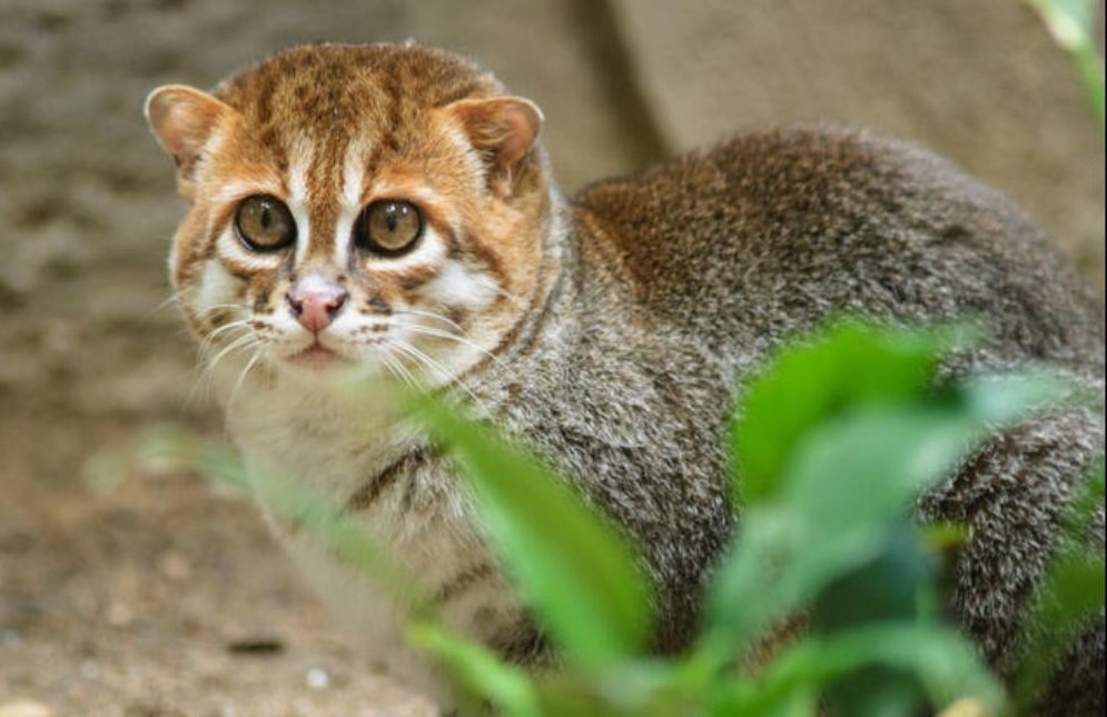 Gato de cabeza plana-Prionailurus planiceps