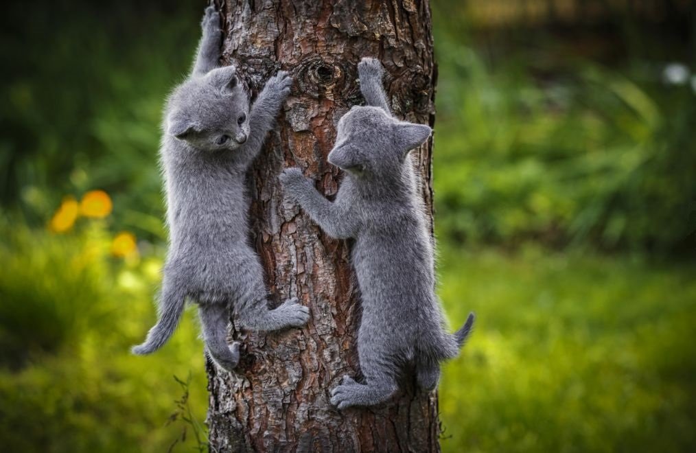 Las garras del gato son una herramienta versátil