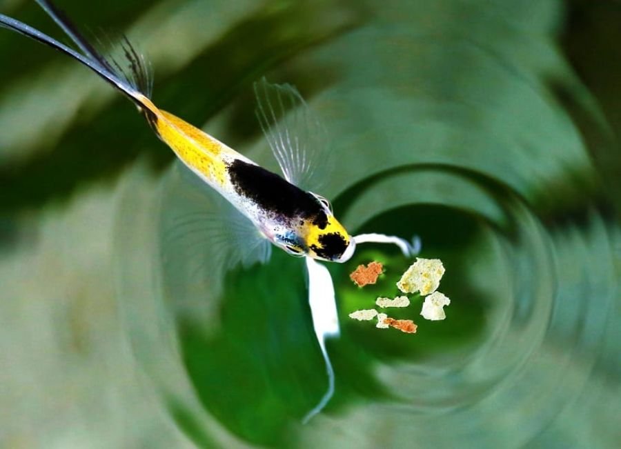 comprar comida para peces