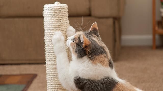 Un gato necesita garras para