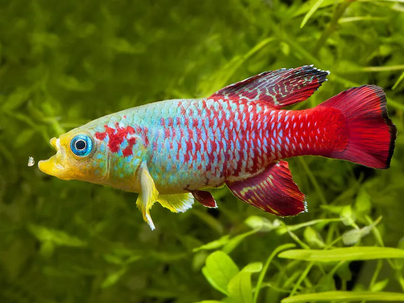 La corvina de Gunther (Nothobranchius guentheri)