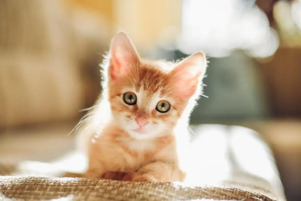 Cómo hacer que tu nuevo gato se sienta en casa desde el primer día