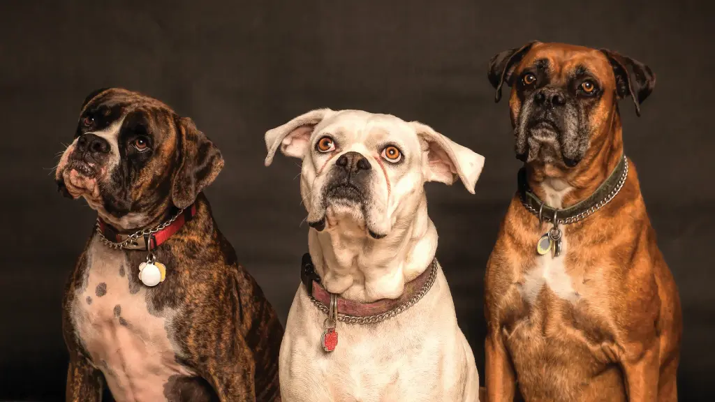 razas de perros menos inteligentes