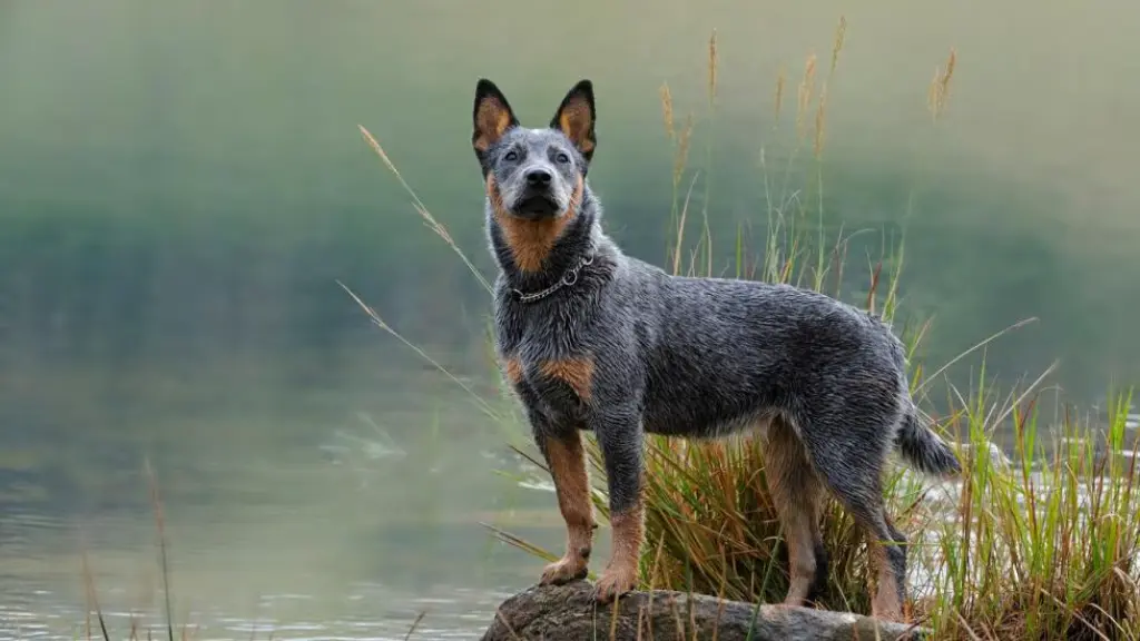 Australian Cattle Dog: A Comprehensive Guide