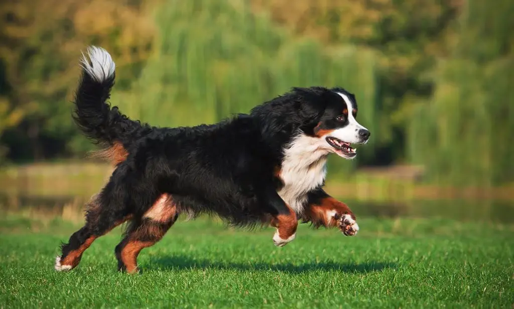 The Bernese Mountain Dog: A Loyal Companion from the Swiss Mountains