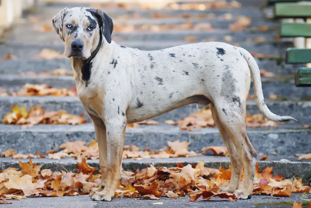 Catahoula Leopard Dog: A Versatile American Breed