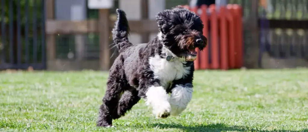 The Portuguese Water Dog: A Comprehensive Guide