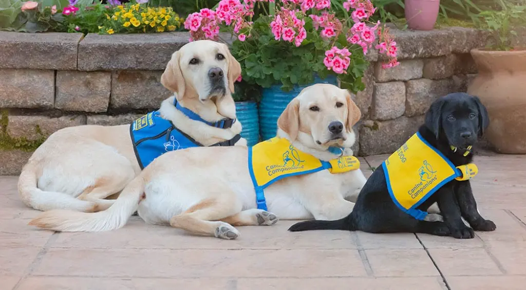 Service Dogs