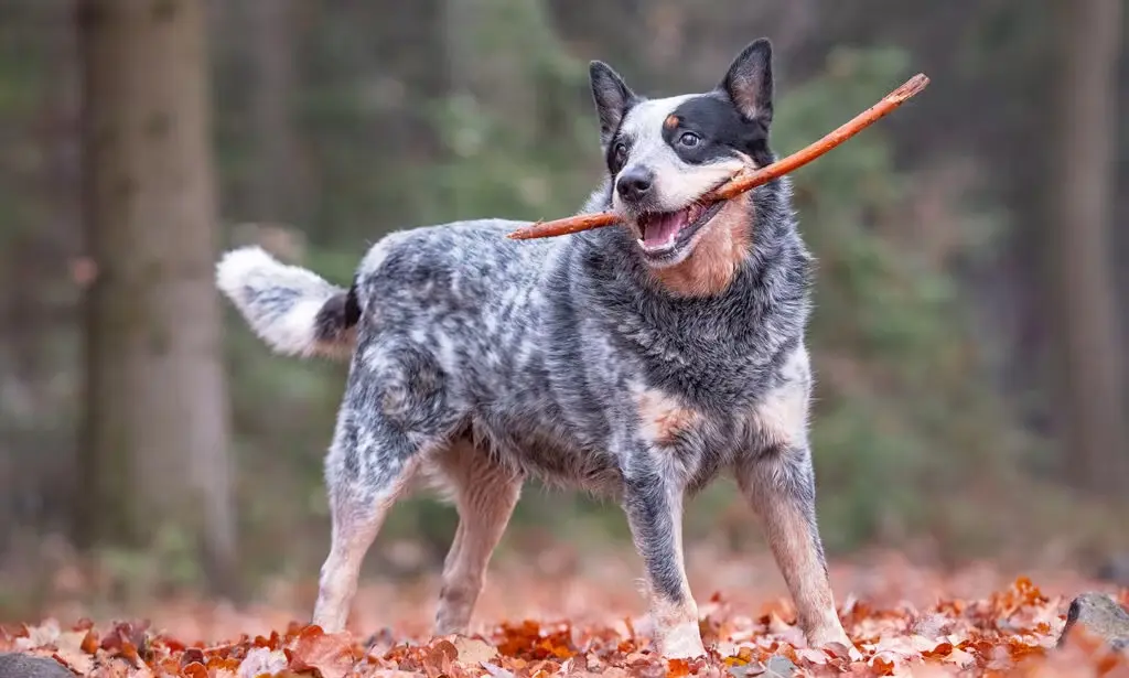 Australian Cattle Dog: A Versatile Herding Breed