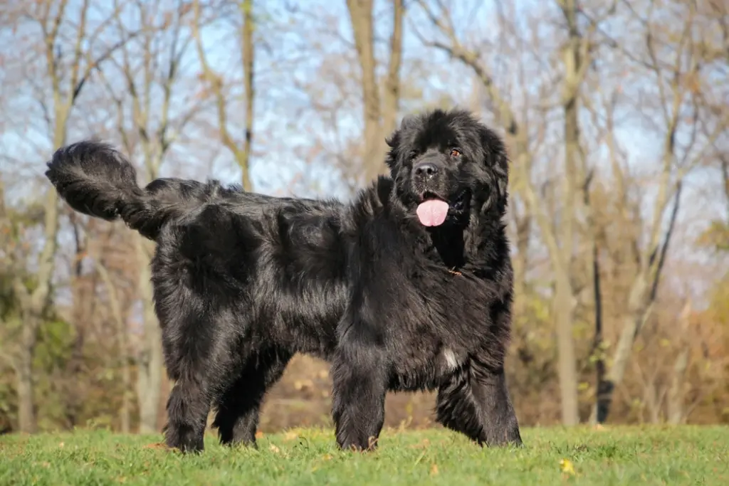 The Newfoundland Dog: A Gentle Giant of the Canine World