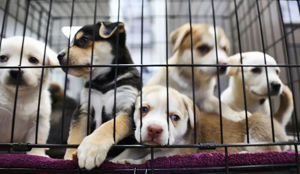 Understanding Animal Shelters: A Comprehensive Guide